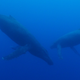 Two humpback whales encountered during the exploration.